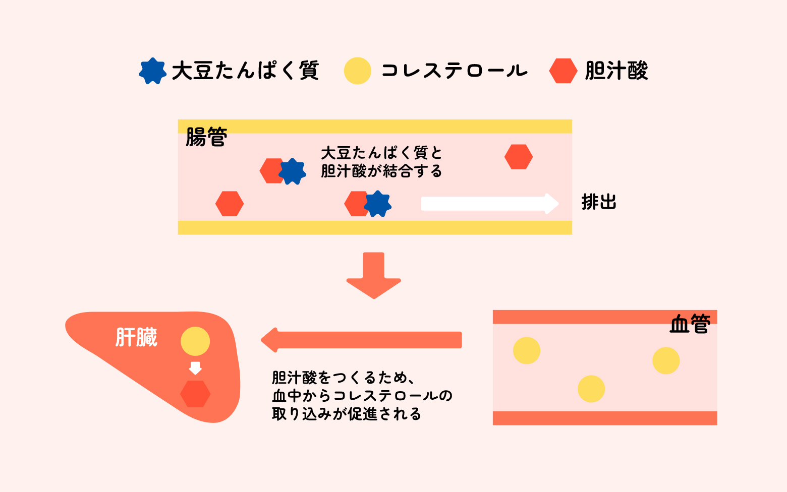 画像：どうして「国産大豆の調製豆乳」を飲むとコレステロール値が下がるの？